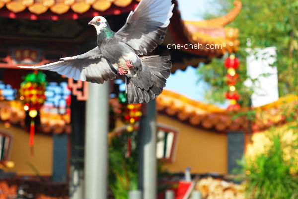 Flying Pigeon @ Kuan Yin Temple, Klang